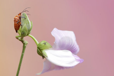 Close-up of a bug on a flower with a pink backgroundの写真素材