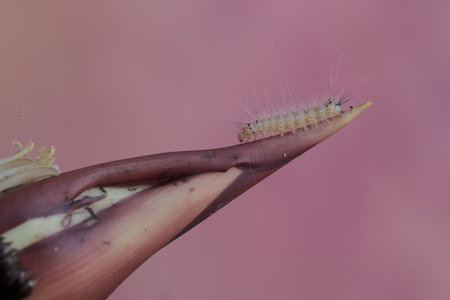 Caterpillar on the stalk of a flower, close-upの写真素材