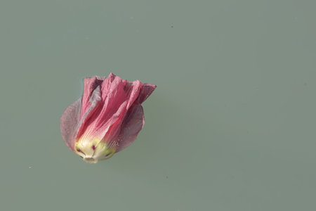 pink lotus flower floating on the surface of the water.の写真素材