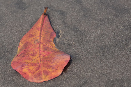 Fallen leaf on the sand in the rain. Autumn background.