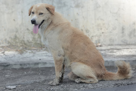 Thai stray dog sit on the road and waiting for owner.
