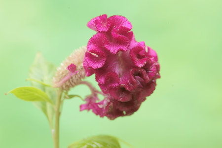 Celosia argentea or Wool Flower, Cockscomb flower
