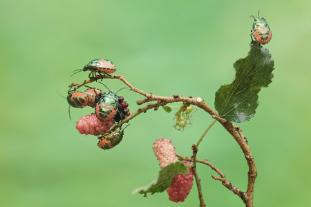 insects and berries in green nature or in the garden