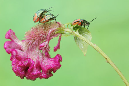 stinkbug and celosia flower in green nature or in the gardenの写真素材
