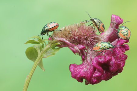 insects on pink flower in the nature or in the garden