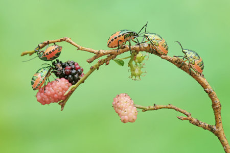 stinkbug and blackberry on green nature or in the garden