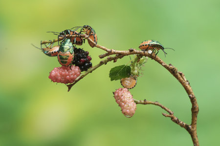 Insects on blackberry berries in the wild, Thailand.