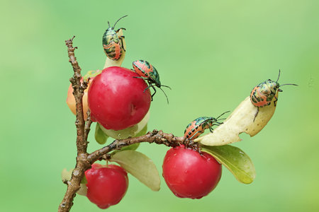 stinkbug on a fruit in the nature or in the gardenの写真素材