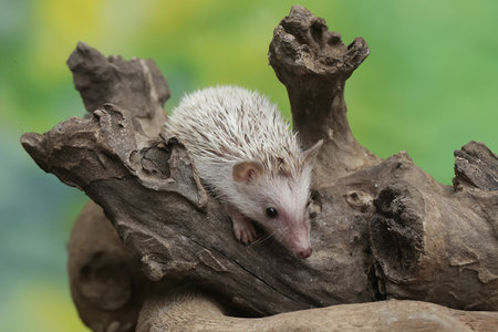 Hedgehog in a forest. (Scientific name: Erinaceus Europaeus)の写真素材