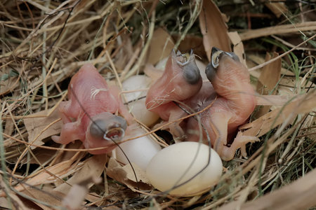 Baby birds in the nest. Selective focus. Toned.の写真素材