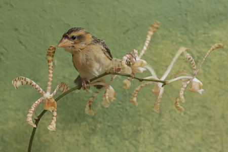 A female goldfinch sits on a branch of an orchid.