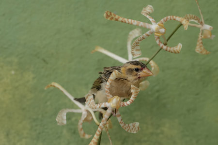 Sparrow sitting on a flower in the garden, Thailand.