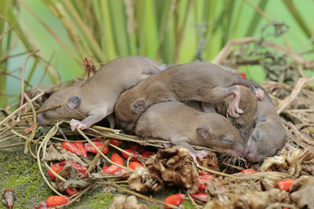A group of baby rats in a nest. This is the most common species of rodent in the world.
