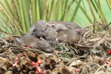 Baby rats in the nest. Little mice are sleeping in the nest.