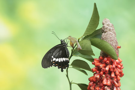 Butterfly on a flower in a garden, closeup of photo