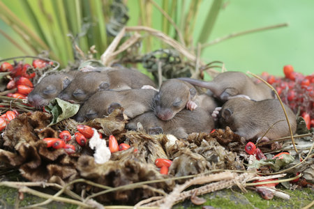 Newborn rodents sleeping in a nest of berries.