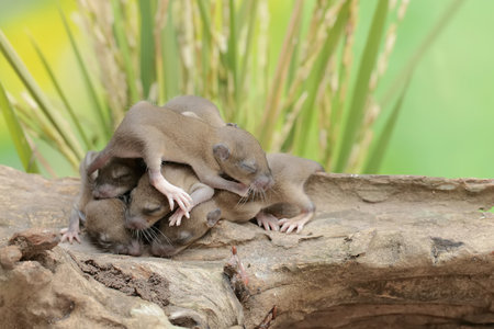 New born rats, mother and her baby on the nature background.