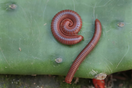 millipede on a green cactus, closeup of photo