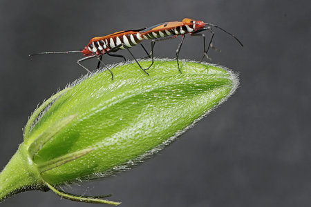 Image of a red bug on a green leaf. Insect Animal.