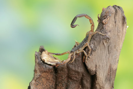 Scorpion on the tree in the nature or in the garden