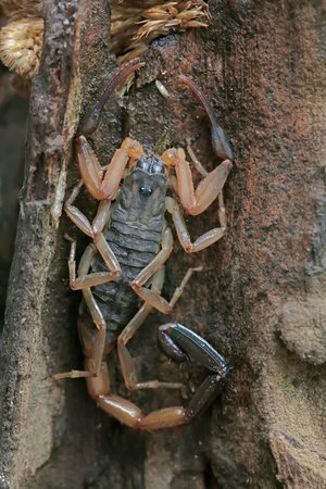 Scorpion on the tree in the forest, closeup of photo