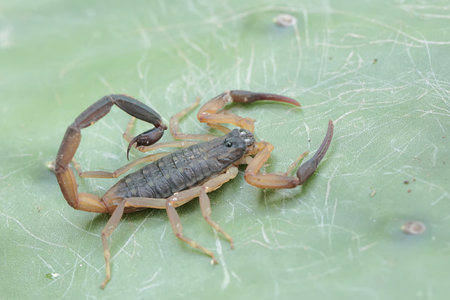 Scorpion on the leaf in the nature or in the gardenの写真素材