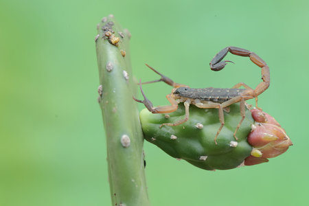 Scorpion on cactus in the rainforest, Thailand.の写真素材
