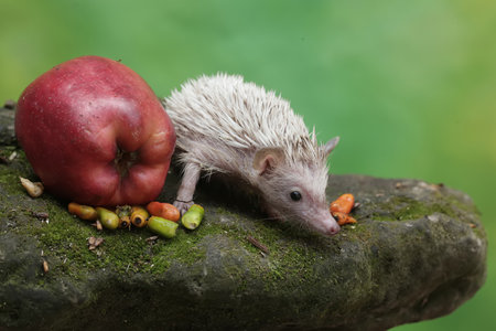 hedgehog on a rock with apples and carrots in the backgroundの写真素材
