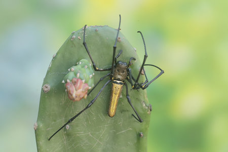 spider on cactus with nature background, closeup of photo