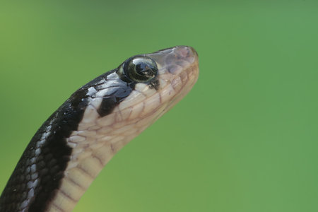 Close up of the head of a snake on a green background.の写真素材