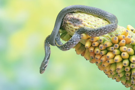 Close up of a snake on a yellow banana flower, Thailand.