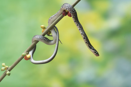 snake on a tree branch in the forest,Thailand.