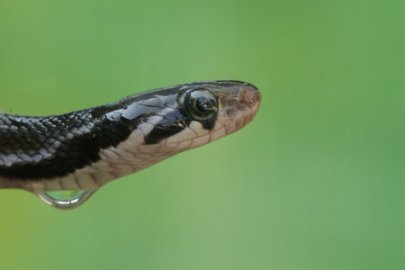 A closeup shot of a snake head on a blurred green background