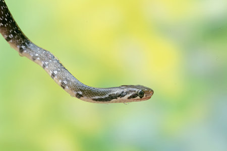 snake in nature or in the garden, snake in the nature