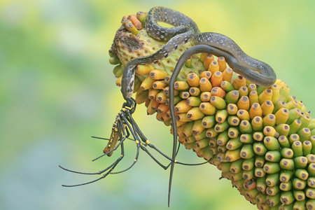 Image of a snake and insect on a plant in nature.