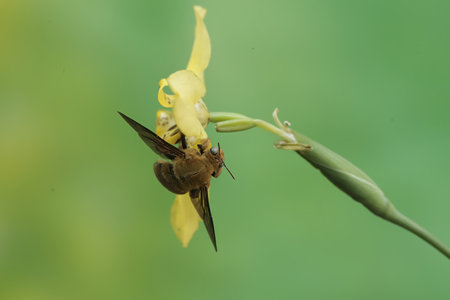 insect on yellow flower in green nature or in the garden.