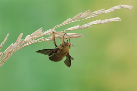 A bee sitting on a paddy in the rice field, Thailand.