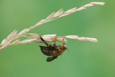 Hoverfly on rice in the wild, closeup of photo