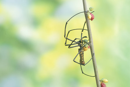 spider on the branch with nature background, closeup of photo