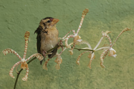 Sparrow sitting on an orchid in a botanical garden