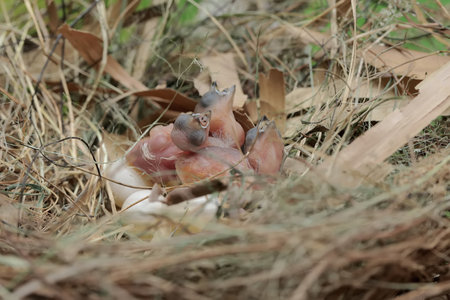 Baby birds in the nest on the ground. Shallow depth of field.