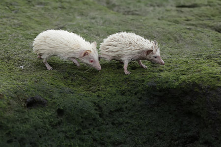 Two white hedgehogs on a rock in Brittany, France.