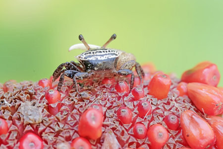 Crab on a red flower in the garden, closeup of photoの写真素材