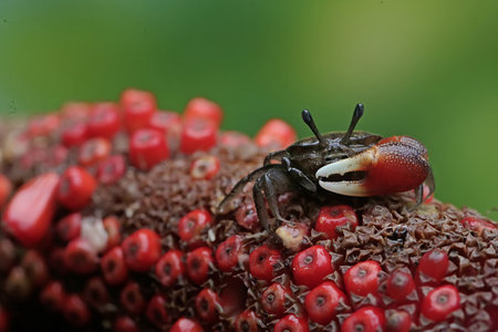 crab on a red flower in the rainforest of Costa Ricaの写真素材