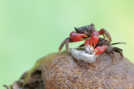 Crab on the palm tree in the rainforest, Thailand.の写真素材