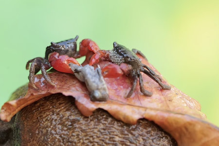 red crab and black crab on a dry leaf in the rainforest