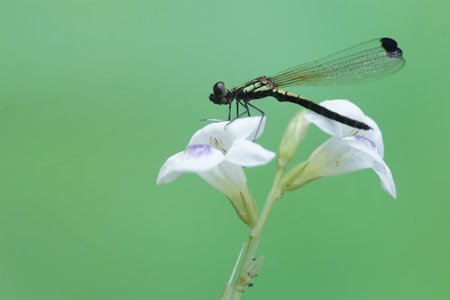 dragonfly on white flower in the garden, closeup of photo