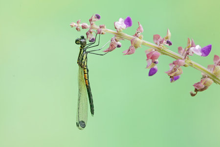 Damselfly on flower in the nature or in the garden.