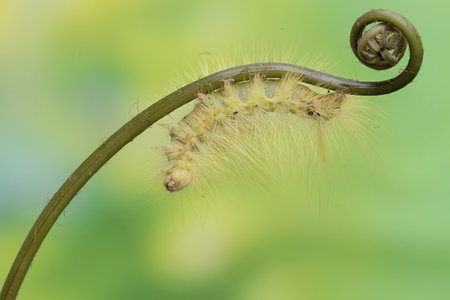 Caterpillar on a green leaf in the nature or in the garden