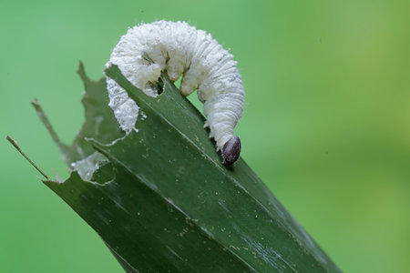 caterpillar of a butterfly on a green leaf in the wild